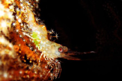 Shrimp - night dive at beng's corner, samal island. canon... by Carlos Munda 